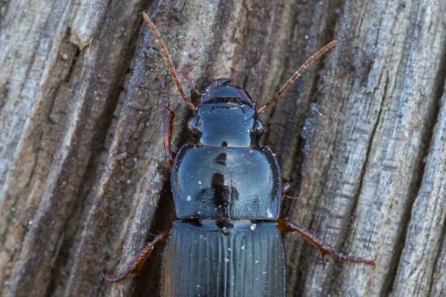 Réf. 251 504 : Harpalus rubripes
